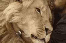 Lion Pet GIF - Lion Pet Hug GIFs