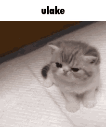 Ulake Gods Of Overwatch GIF - Ulake Gods Of Overwatch Cute Kitten GIFs