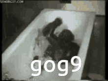 Gog9 Monkey GIF - Gog9 Gog Monkey GIFs