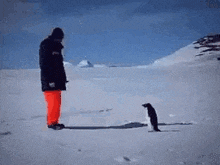 a man is standing in the snow looking at a penguin .