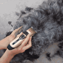 a person is cutting a dog 's hair with a clipper that says wahl on it