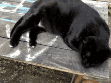 Gato Vicente Cat Lazy GIF - Gato Vicente Cat Lazy Black Cat GIFs