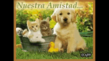 Amigos Amistad GIF - Amigos Amistad Dog GIFs