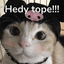 Hedytope GIF
