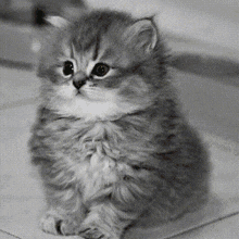 a black and white photo of a fluffy kitten looking at the camera