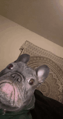 a dog with red eyes looks at the camera with a tapestry in the background