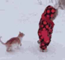 Cat Angry GIF - Cat Angry Snow GIFs