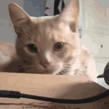 Meow Cat GIF - Meow Cat Cute Cat GIFs
