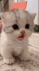 Hurt Cat GIF - Hurt Cat Cat Hurt GIFs