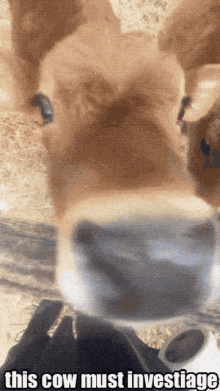 Cow Vaprikkimuoi GIF - Cow Vaprikkimuoi This Cow Must Investigate GIFs