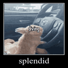 Animals With Captions Driving GIF