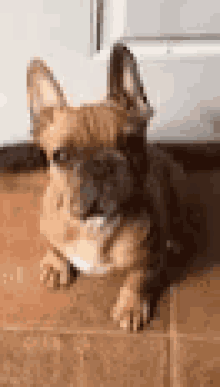 Puppy What GIF - Puppy What Confused GIFs
