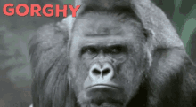 gorilla gorghy mad