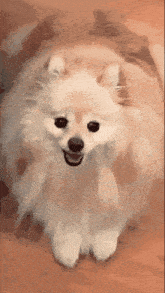 a pomeranian dog is sitting on its hind legs and looking at the camera