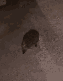 Hedgehog Nickipet GIF - Hedgehog Nickipet Veganparm GIFs