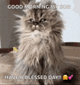 Good Morning Morning GIF - Good Morning Morning Cat GIFs
