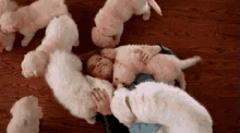 Puppy Overload GIF - Cute Adorable Puppy GIFs
