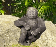 Monkey Chill Monkey GIF - Monkey Chill Monkey Relaxed Monkey GIFs