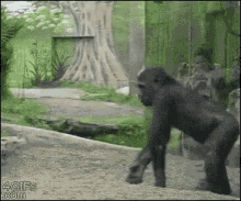 gorilla scold kiss baby mother
