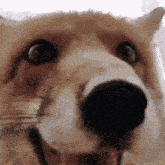a close up of a dog 's face with its mouth open and a fork in its mouth .