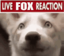 Fox Foxy GIF - Fox Foxy Animal GIFs