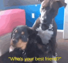 Whos Your Best Frend Dogs GIF - Whos Your Best Frend Dogs Funny GIFs