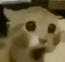 a close up of a cat 's face with its mouth open and a surprised look on its face .