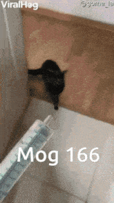 Mogcat 166 GIF - Mogcat Mog 166 GIFs