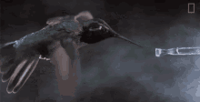 a hummingbird is drinking water from a bottle