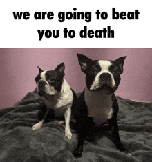 two boston terriers are sitting on a bed with the words " we are going to beat you to death " above them