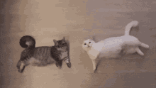 Meow Kittens GIF - Meow Kittens Lazy GIFs