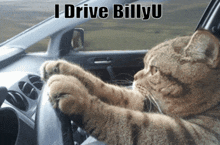I Drive Billyu Billyu Cat GIF - I Drive Billyu Billyu Cat Billyu GIFs