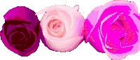 three different colored roses are lined up in a row on a white background