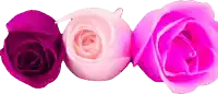 three different colored roses are lined up in a row on a white background