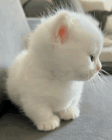 Angry Cat Gif by Honeydoe12 -- Fur Affinity [dot] net