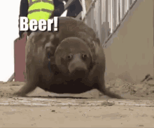 Beer Seal GIF - Beer Seal GIFs