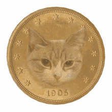 taffy taffy coin cat coin crypto bitcoin