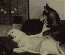 Wake Up Love GIF - Wake Up Love Dog GIFs
