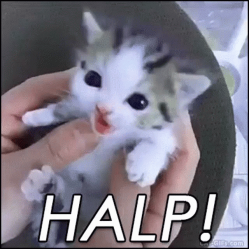 Kitties Cuteness Overload GIF - Kitties Cuteness Overload Halp ...