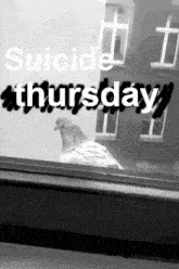 a pigeon is looking out of a window with the words suicide thursday written on it