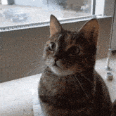 Juniper Cat GIF - Juniper Cat Twitch GIFs