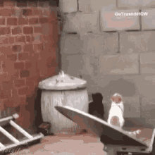 Cat Jumping GIF - Cat Jumping Synchronized GIFs