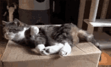 Cat Fail GIF - Cat Fail Box GIFs