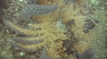 Sunflower Sea Star GIF - Under The Sea Nature Anemone GIFs