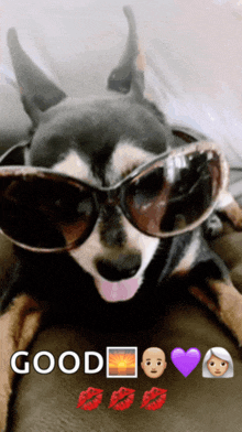 Minature Pinscher Funny Dog GIF - Minature Pinscher Funny Dog Cute Dog GIFs