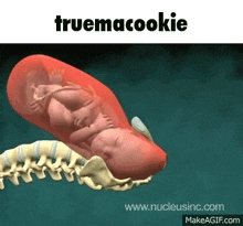 Truemacookie Truth GIF - Truemacookie Truth Ema GIFs