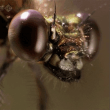 I See You. GIF - Bug Animal Hd GIFs