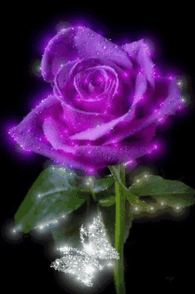 rose purples