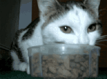 Cat Eating GIF