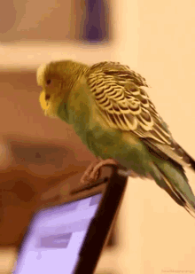 Spbudgie Birds GIF - Spbudgie Birds Parakeet GIFs